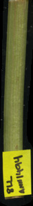 primarybranch