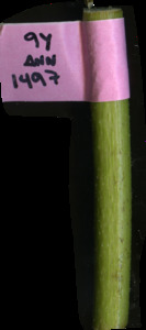 primarybranch