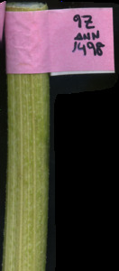 primarybranch