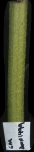 primarybranch
