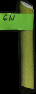 primarybranch