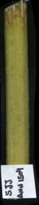 primarybranch