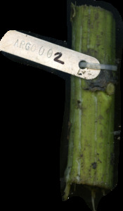 primarybranch