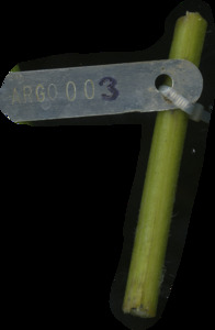 primarybranch