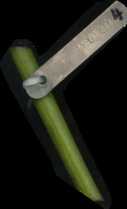 primarybranch