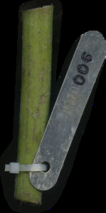 primarybranch