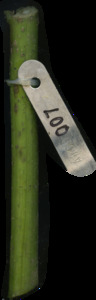 primarybranch