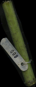 primarybranch