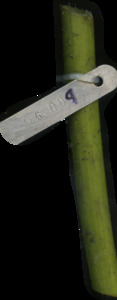 primarybranch