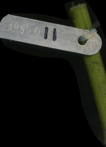 primarybranch