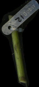 primarybranch