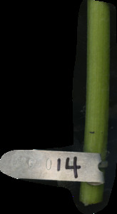 primarybranch