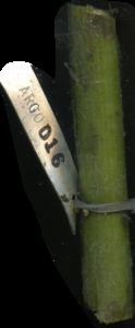 primarybranch