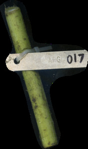 primarybranch
