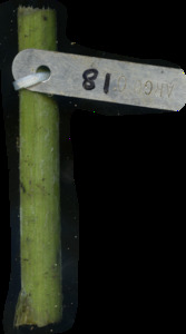 primarybranch