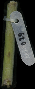 primarybranch