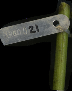 primarybranch