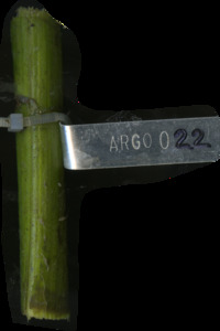 primarybranch