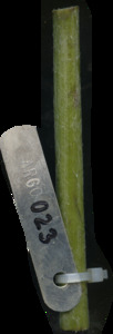 primarybranch