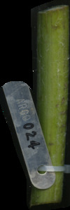 primarybranch