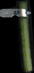 primarybranch
