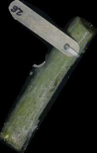 primarybranch