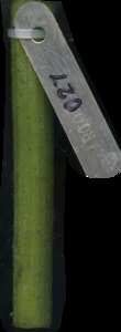 primarybranch