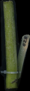 primarybranch