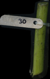 primarybranch