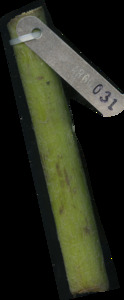 primarybranch