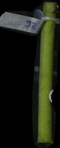 primarybranch