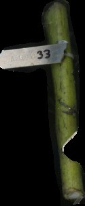 primarybranch