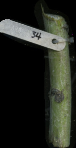 primarybranch
