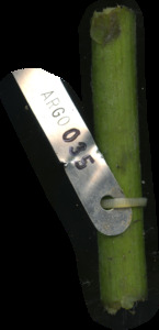 primarybranch