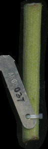 primarybranch