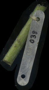 primarybranch