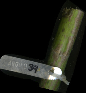 primarybranch