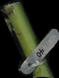 primarybranch