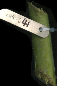 primarybranch