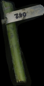 primarybranch