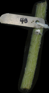 primarybranch