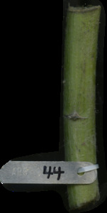 primarybranch