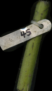 primarybranch