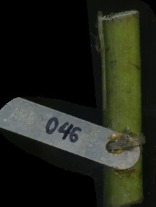 primarybranch