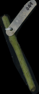 primarybranch