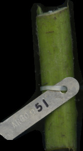 primarybranch