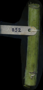 primarybranch