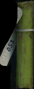 primarybranch