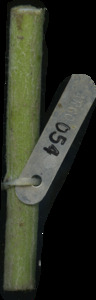 primarybranch