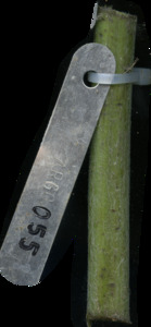 primarybranch